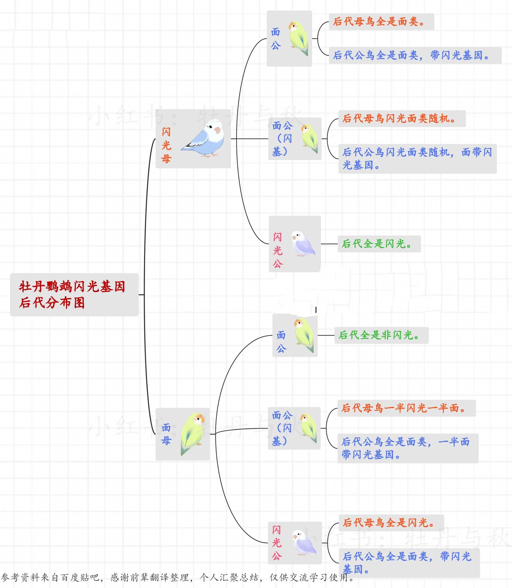 牡丹鹦鹉基因配对公式图片