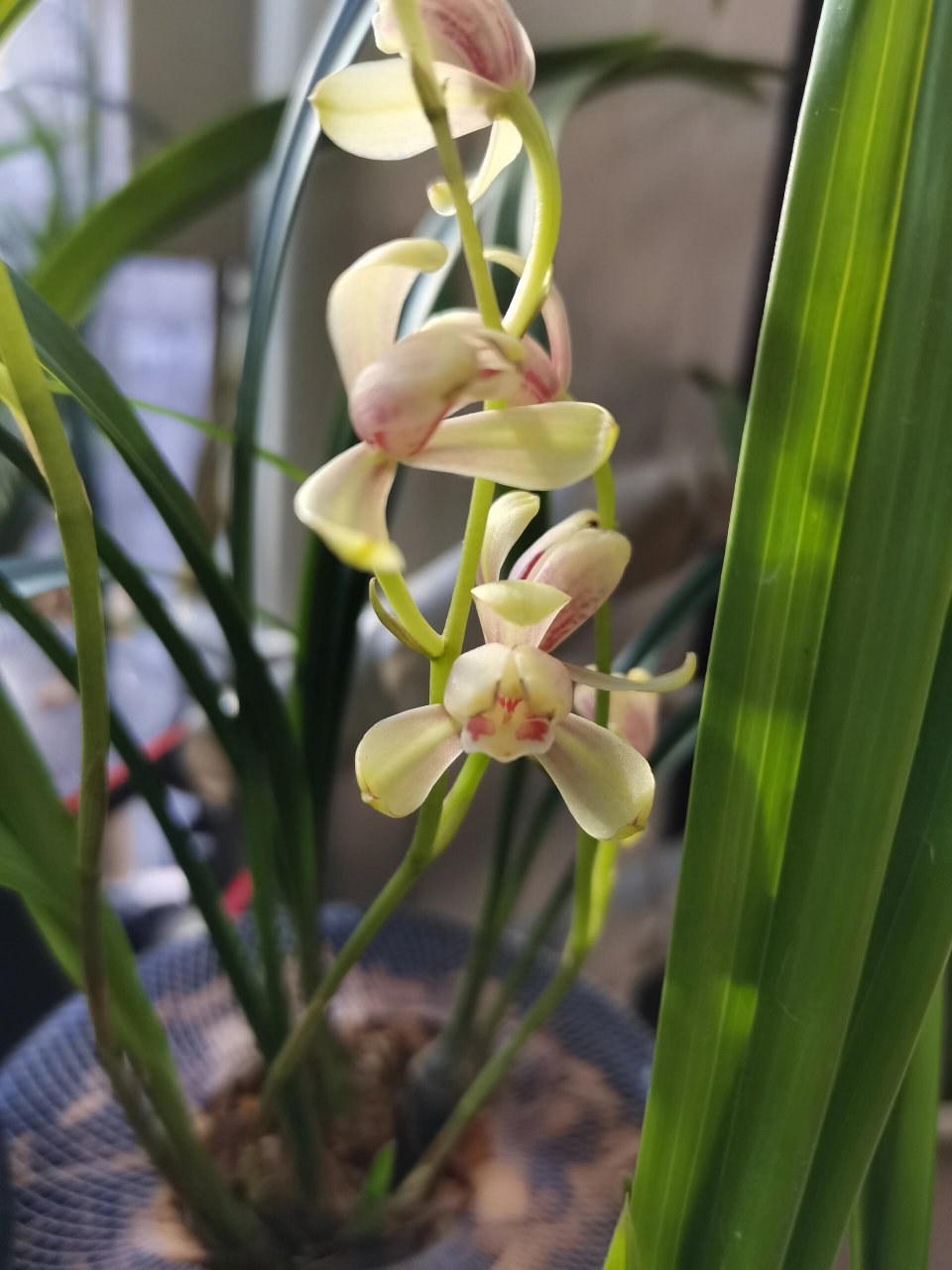 建兰-红一品 记录开花的样子,香香的