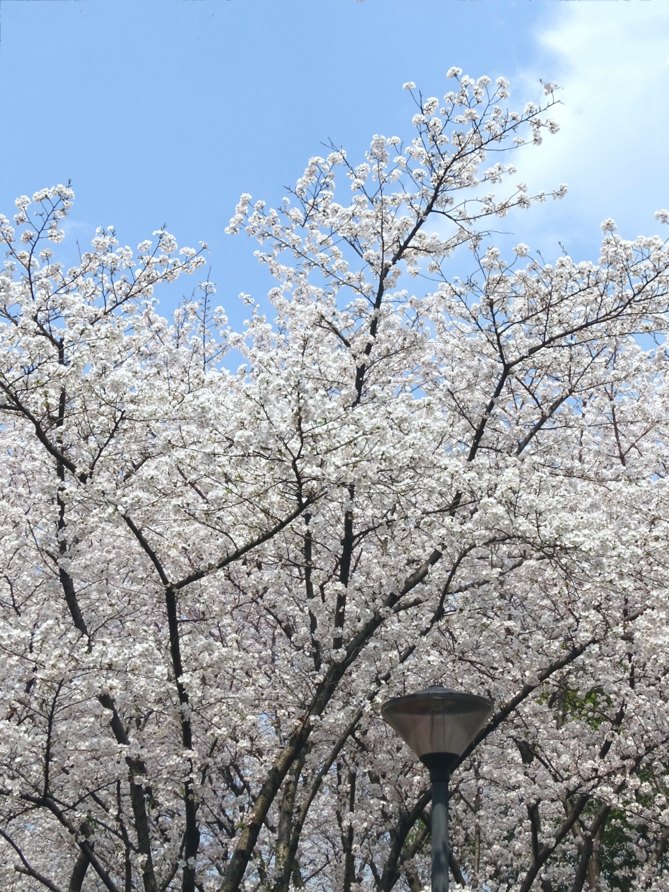 "樱花",拍摄于瓜渚湖.