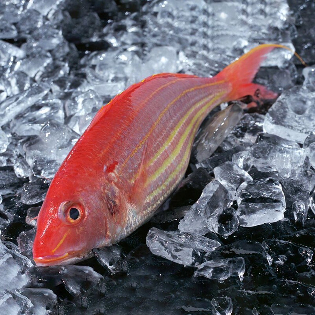 貌美如花的金线鱼 集美色和美味于一身,气质高贵而价格亲民!