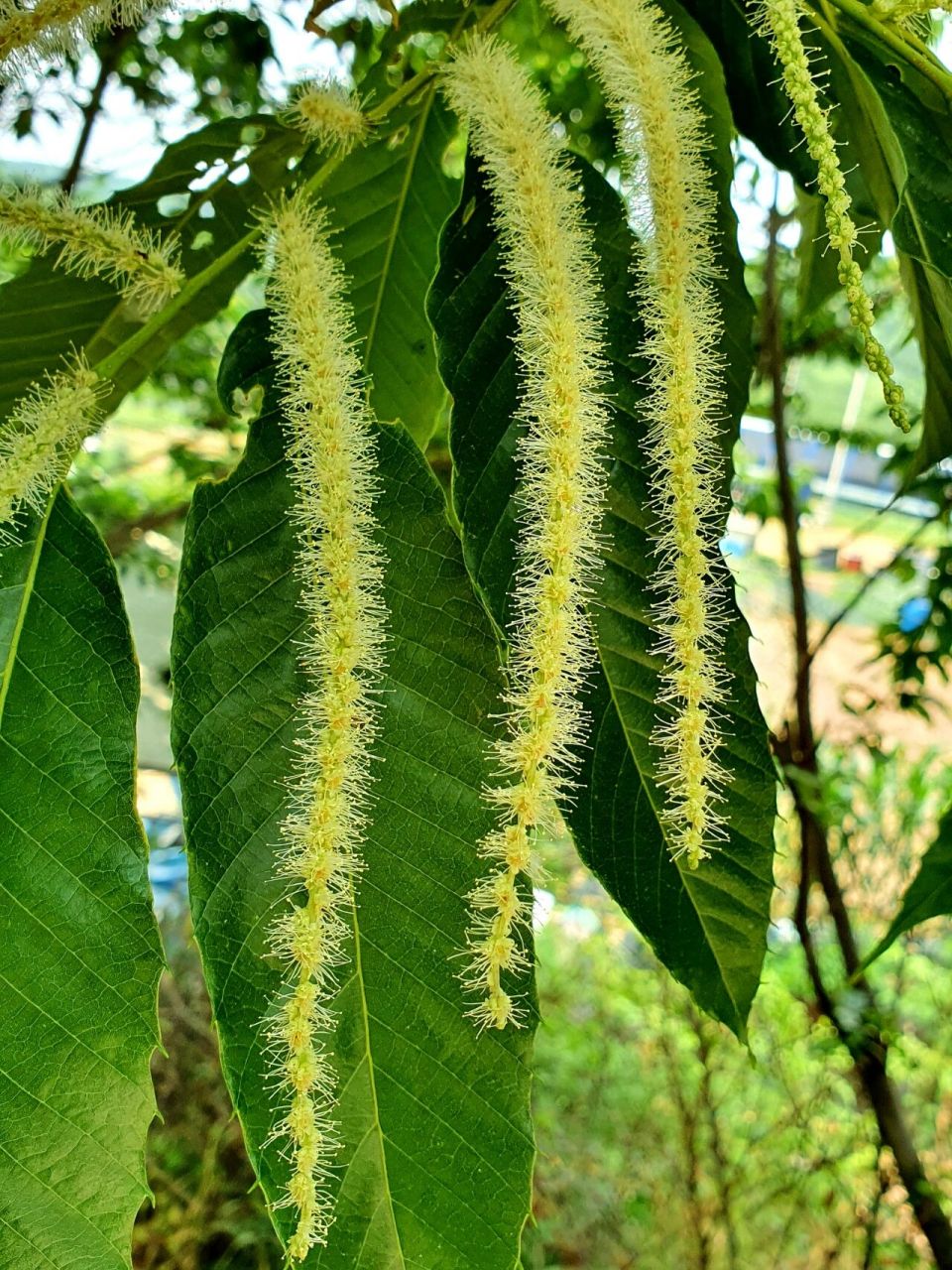 瓜栗花期图片