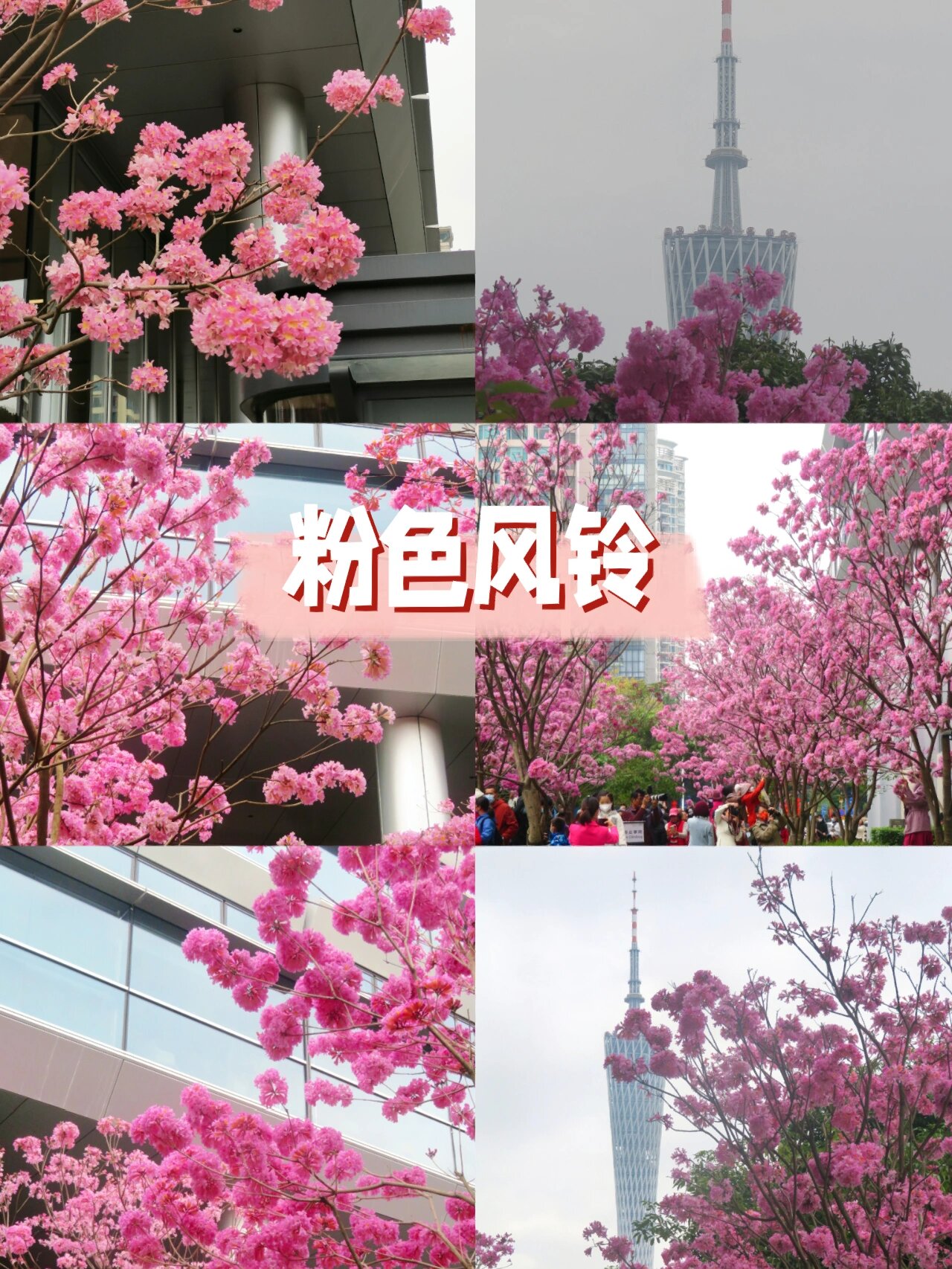 第一次看到粉色风铃花,真的太美了