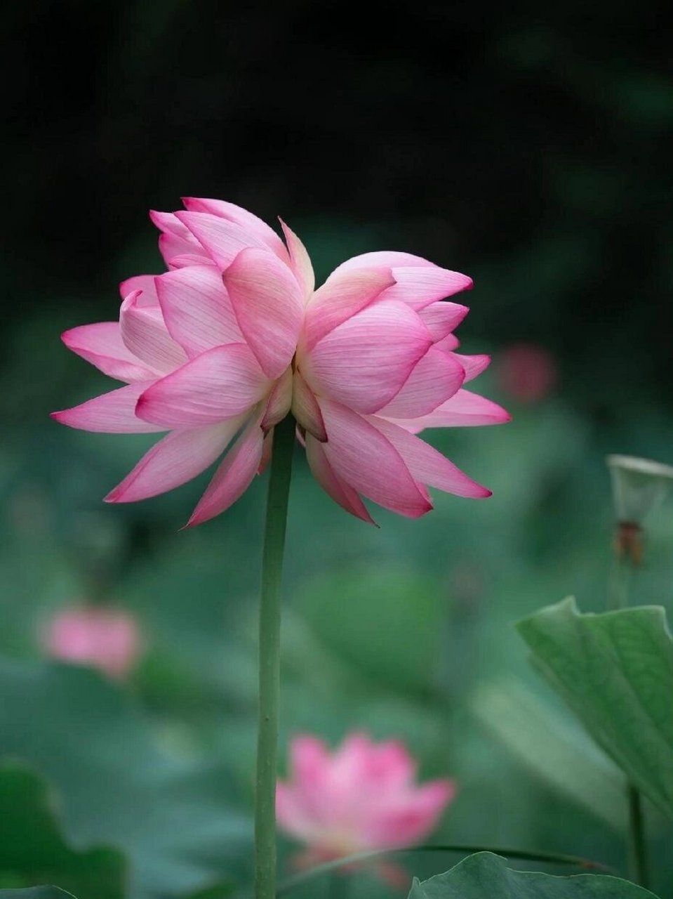 西湖并蒂莲图片