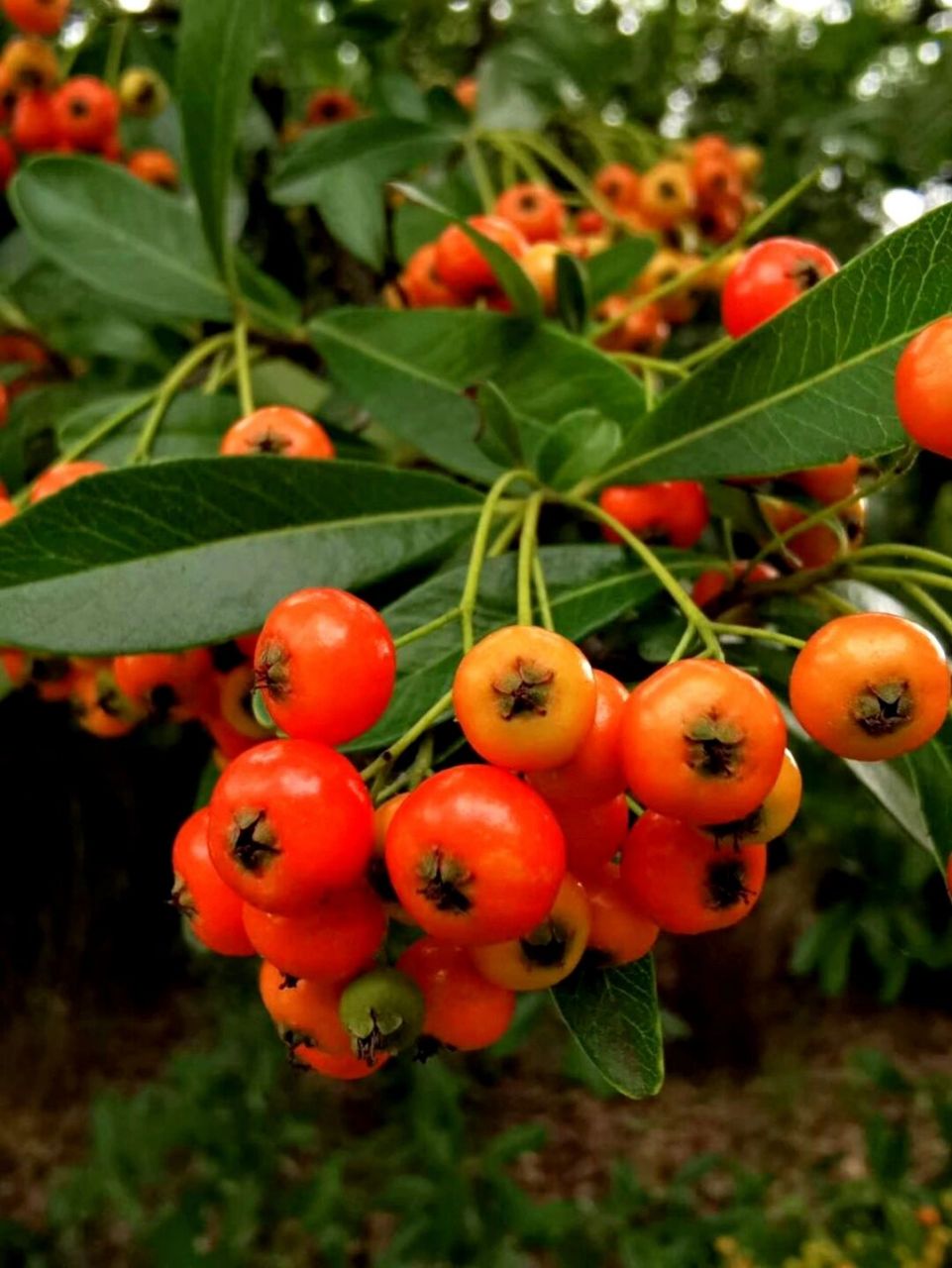 火棘果 火棘果又名火把果,救军粮,水杈子,红籽儿.