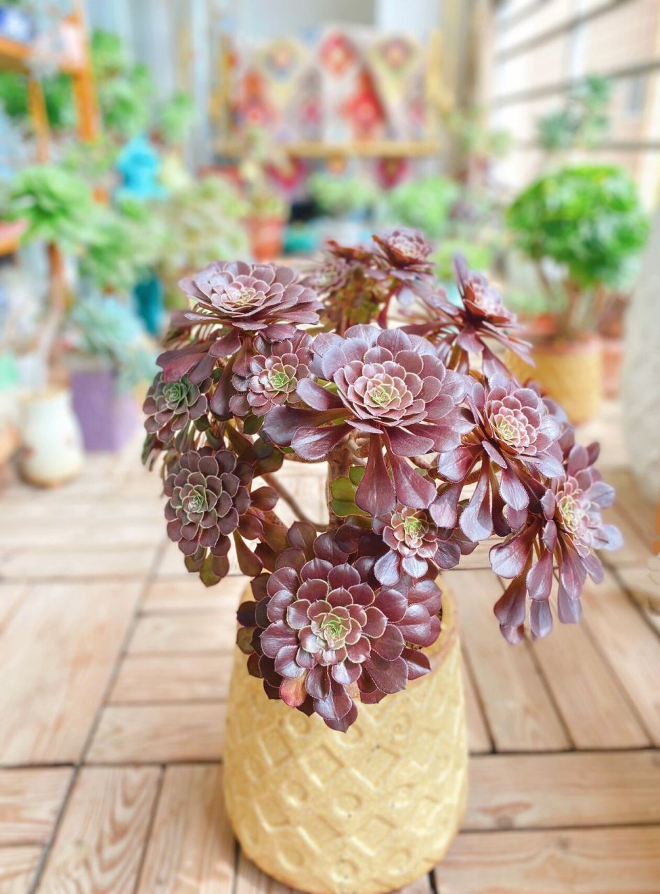 阳台多肉分享——红铜壶法师 喜欢法师很大一部分原因是因为一株法师