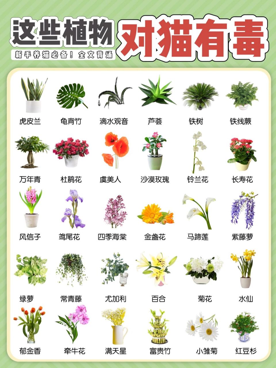 不能摸的植物图片图片