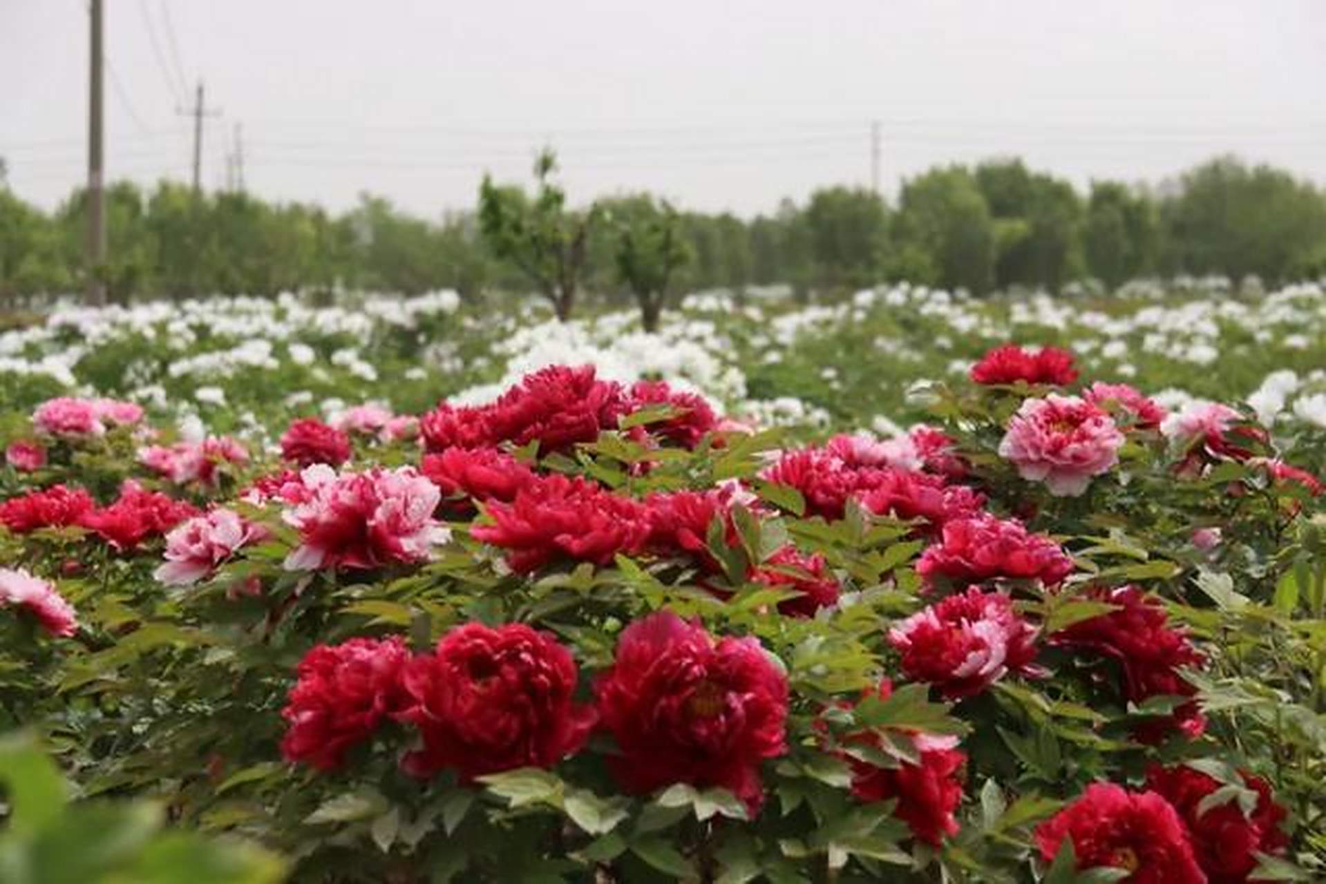菏泽冠宇牡丹园:大田牡丹花如海 静待游人来如潮牡丹就在菏泽 菏泽