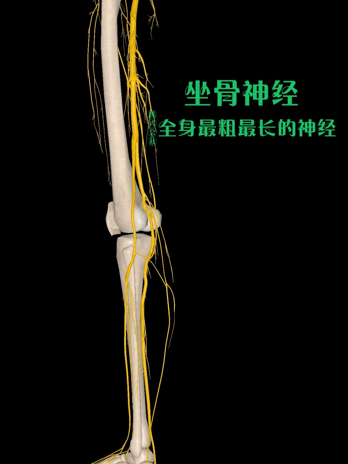 坐骨神经组成图片