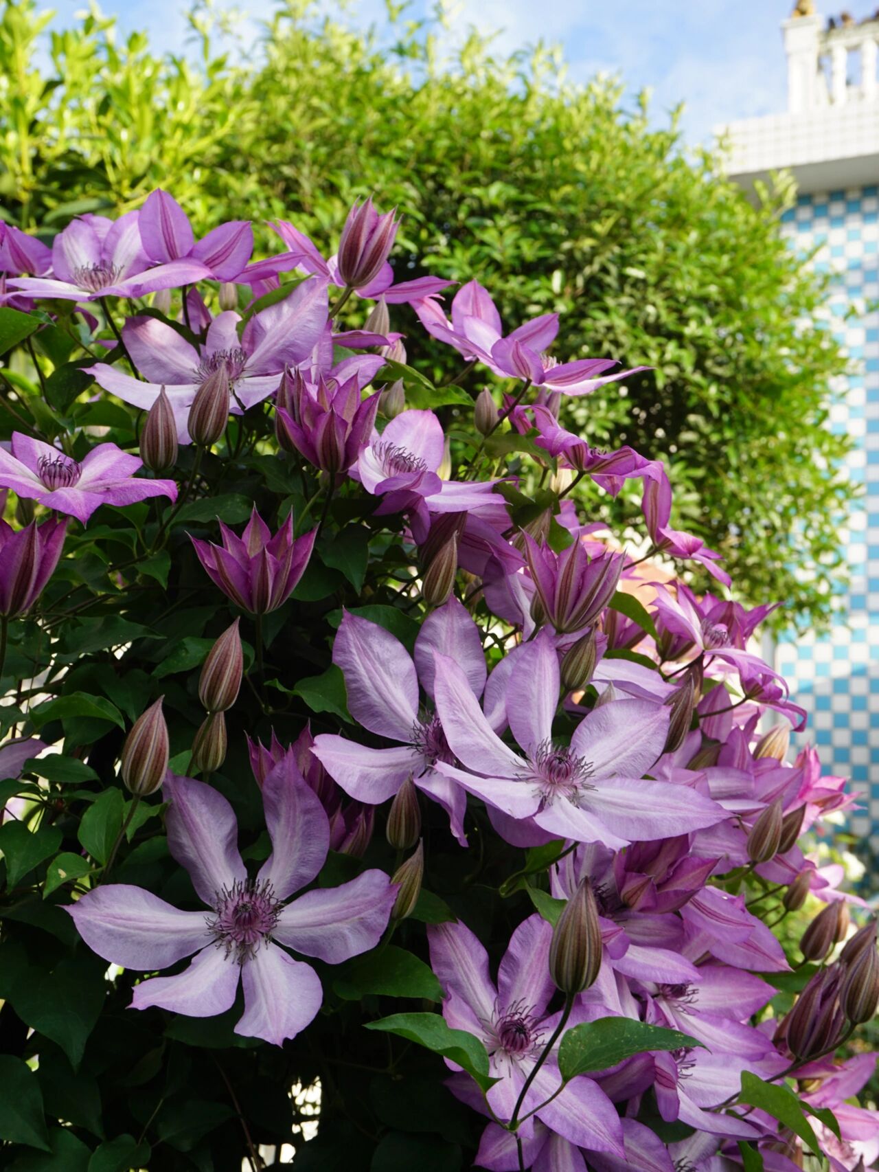 开爆款的f系铁线莲蜥蜴 非常强健又好养的蜥蜴,开花非常棒,翘起的花瓣