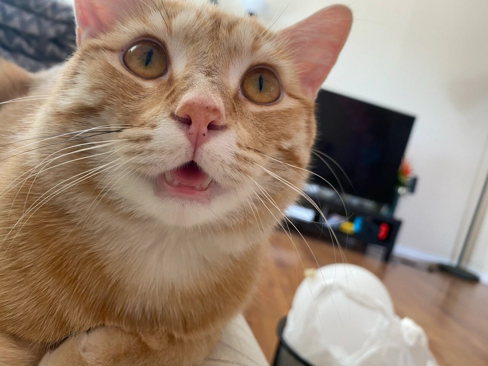 我的猫嘴巴好像闭不上93    为什么我家的憨批93嘴巴闭不上啊98