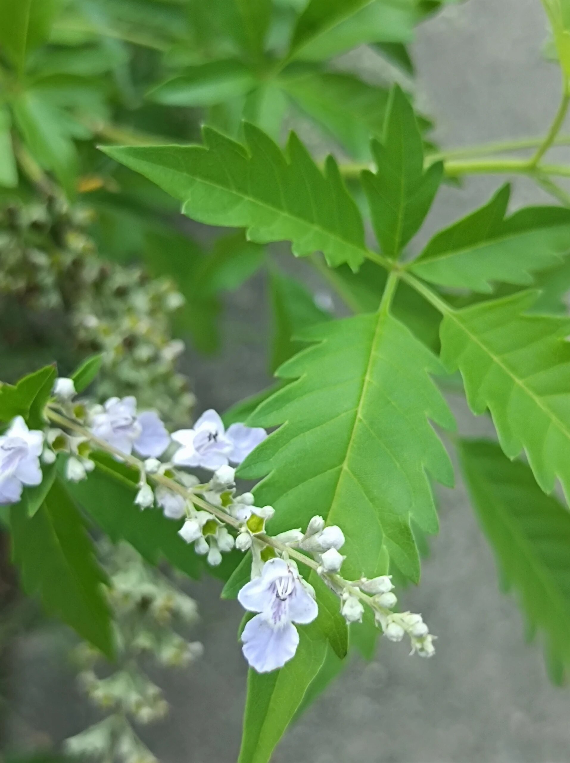 靠黄金生长的荆草图片图片