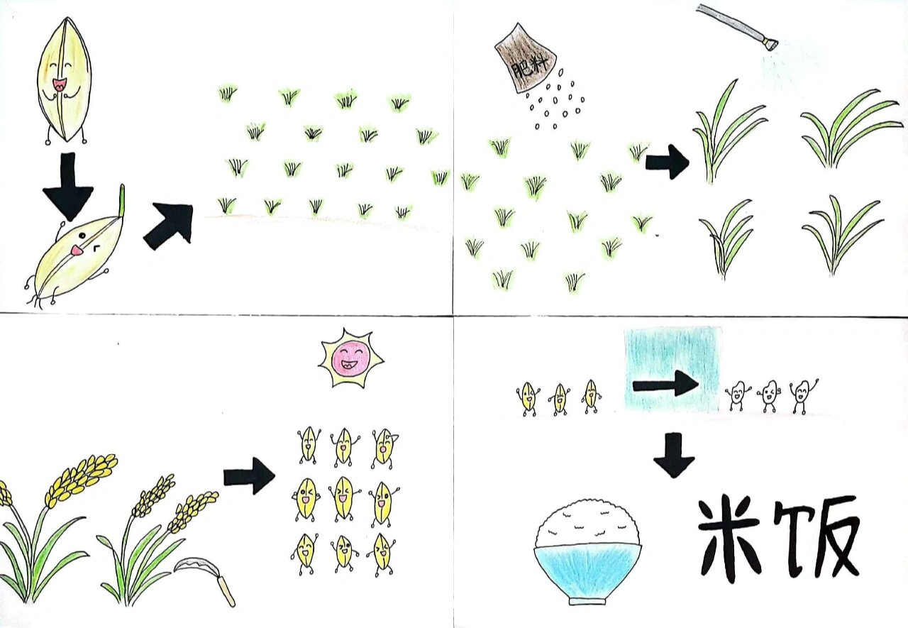 水稻种植顺序图片