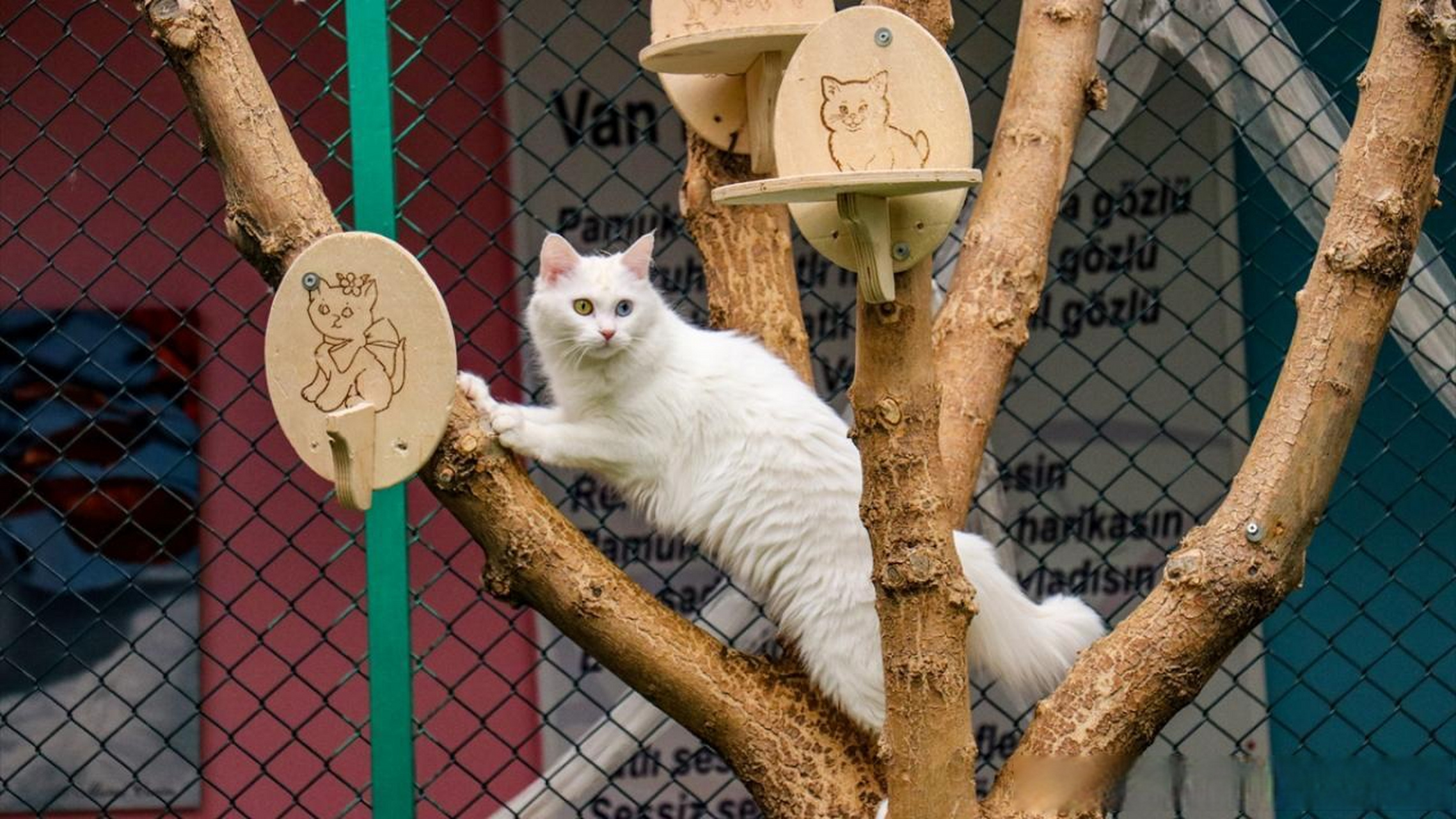 【凡猫别墅繁育计划:145只小猫,80只被领养】 在凡城的尤祖努伊勒大学