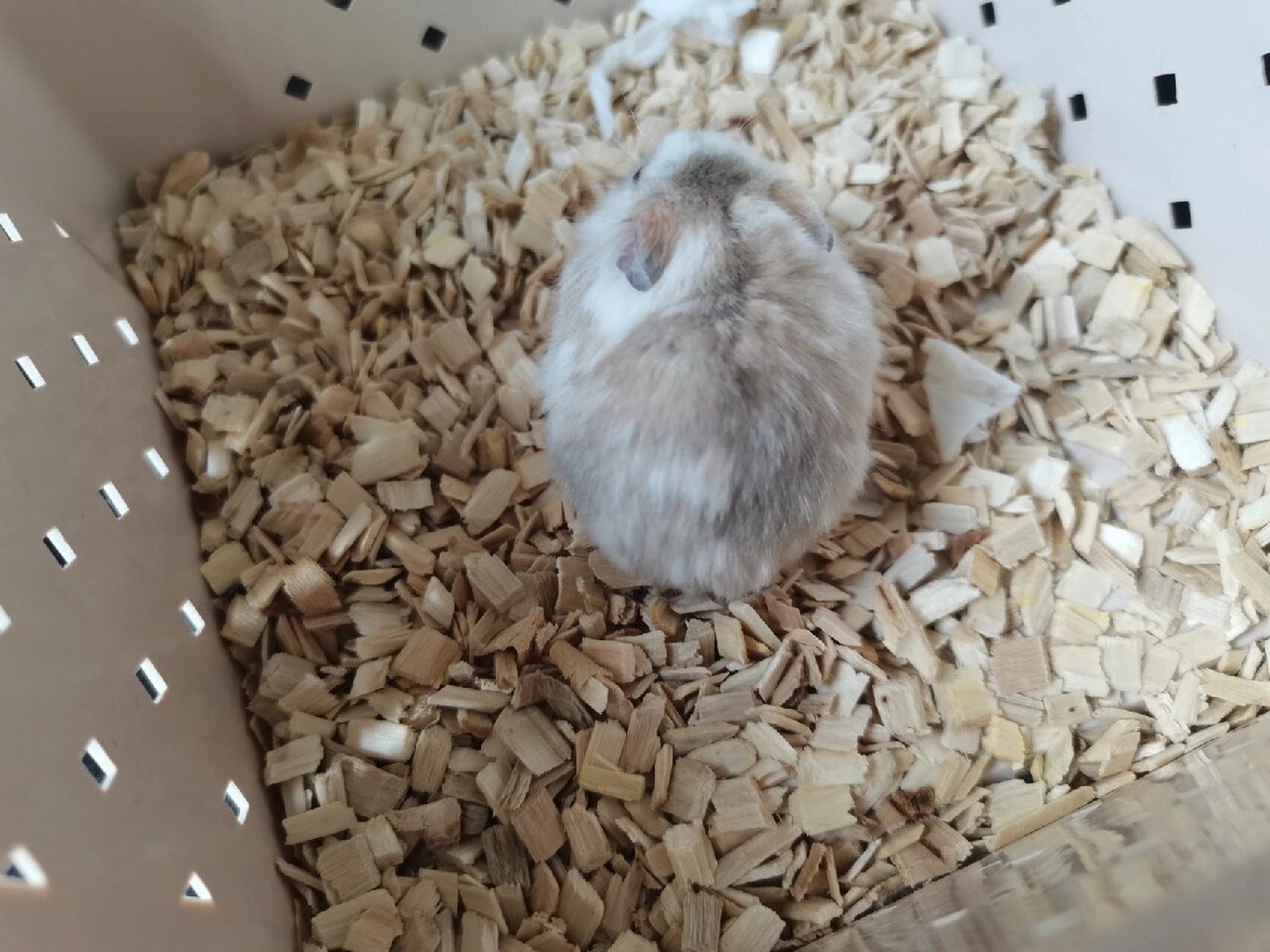 冬白仓鼠 冬天了,脸越来越白,像个猴子 这只还没有主人,在找领养