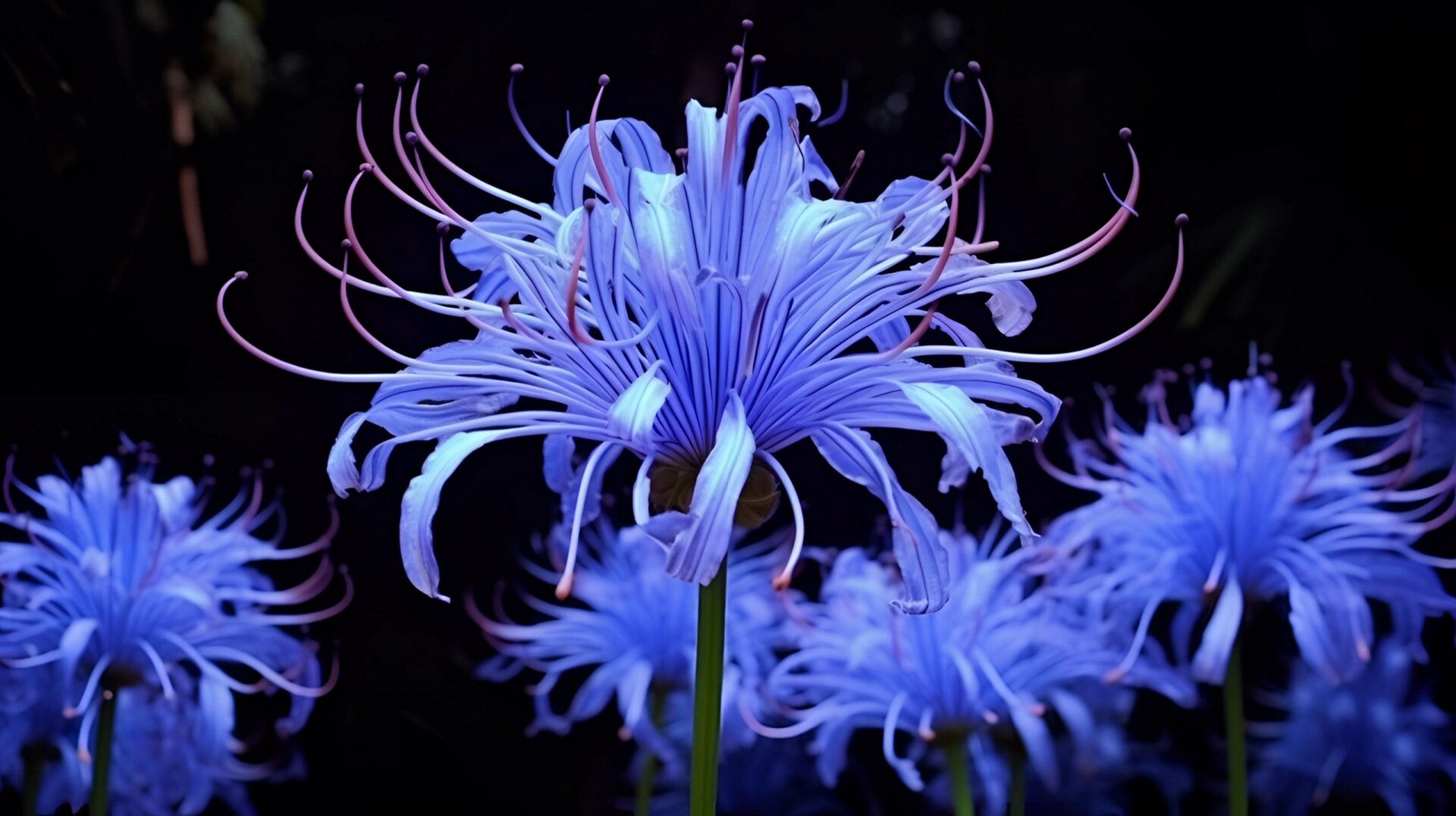 蓝色彼岸花代表偏爱