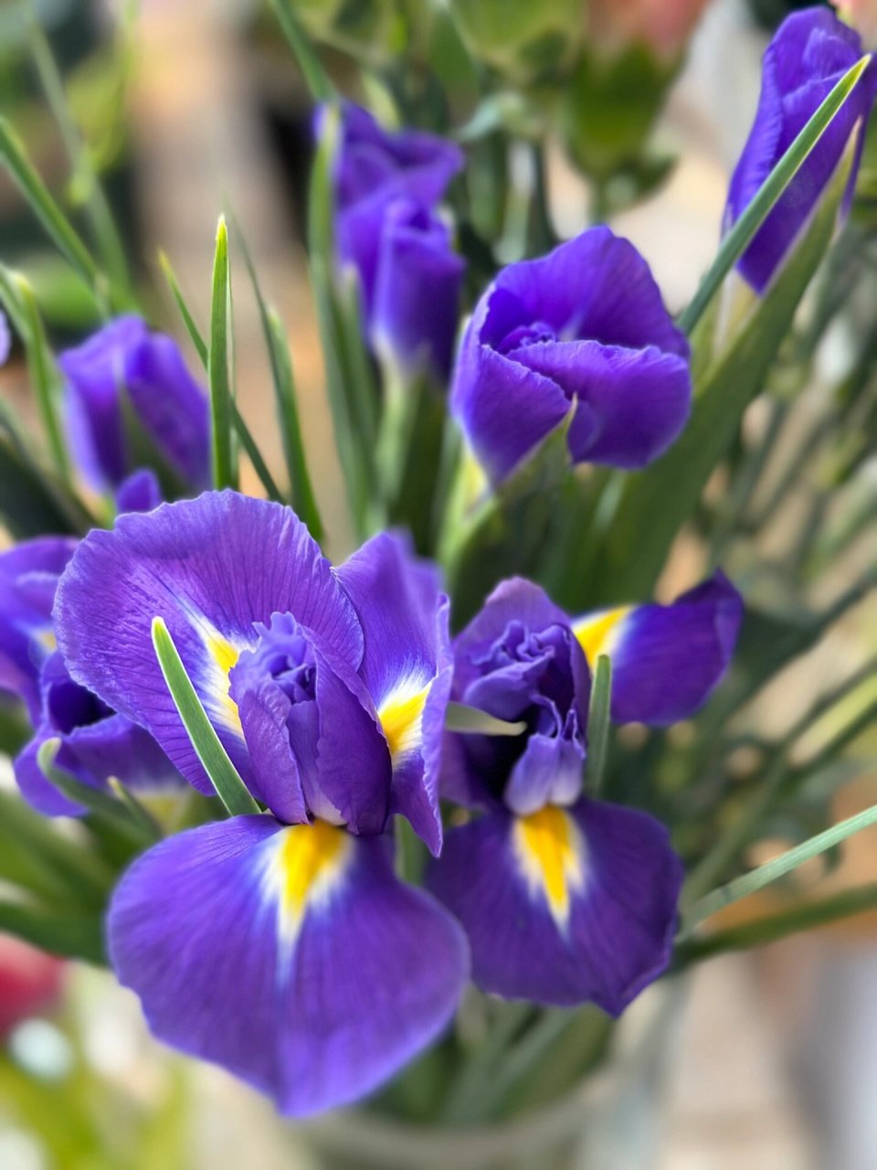 鸢尾花主要色彩为蓝紫色,有"蓝色妖姬"的美誉.