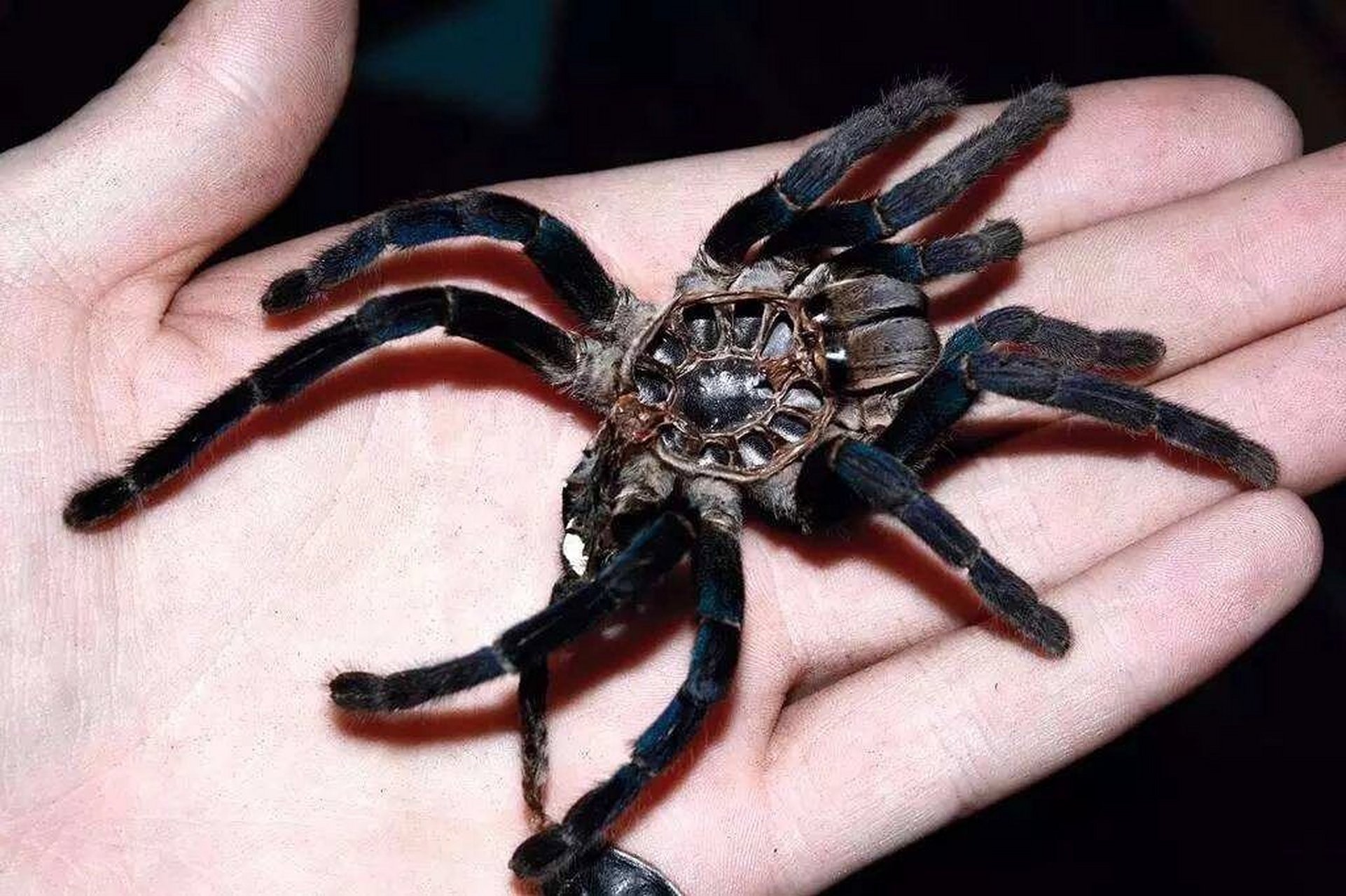 宠物介绍~泰国金属蓝 96泰国金属蓝的幼体呈灰黑色,一般情况下泰国