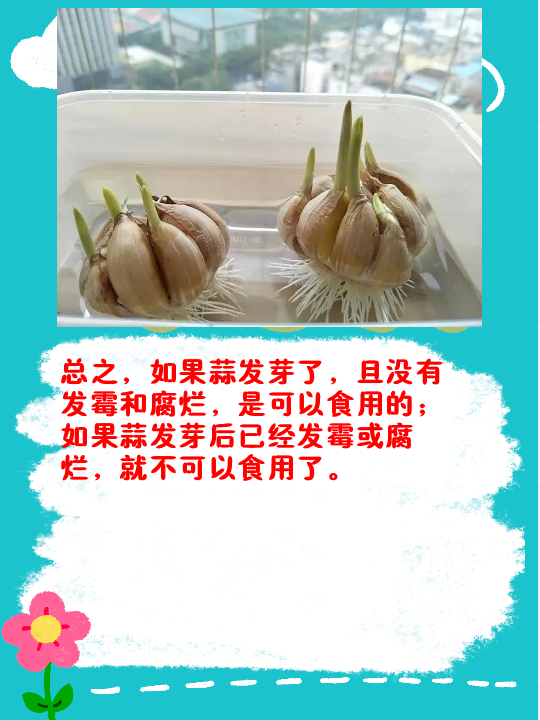 蒜发芽了还能吃不 蒜发芽了是可以食用的,但是前提是没有发霉和腐烂.