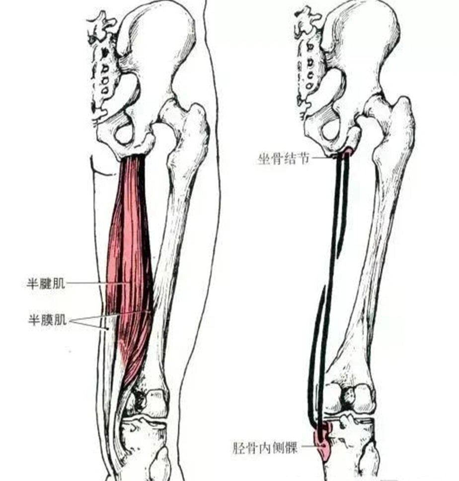 半腱肌