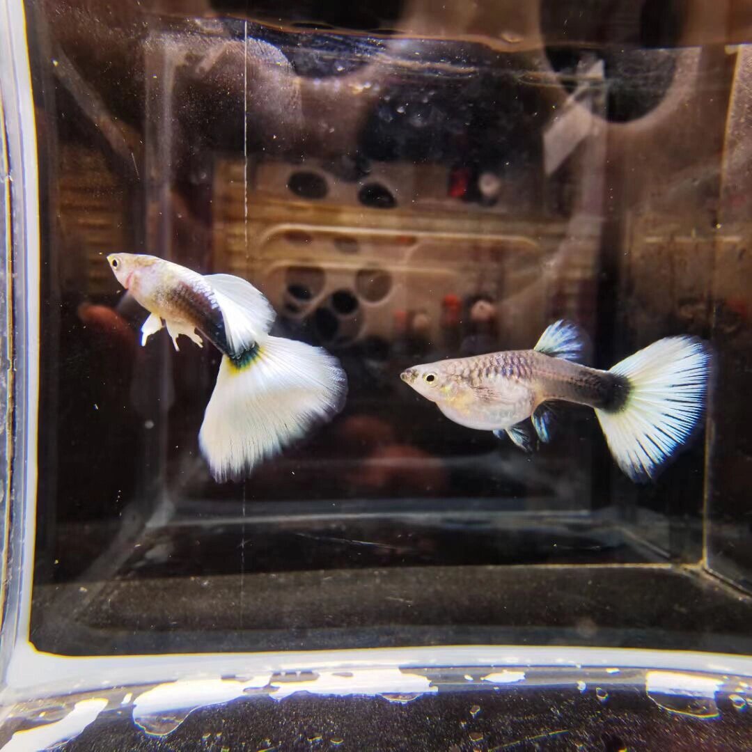 精品孔雀鱼象牙白,大肚大肚