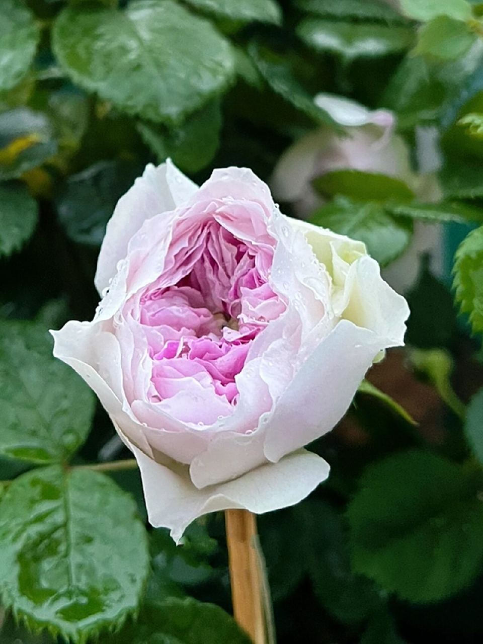 蓝月石月季优缺点 养了两年,浅谈一下心得,仅代表个人观点和总结.