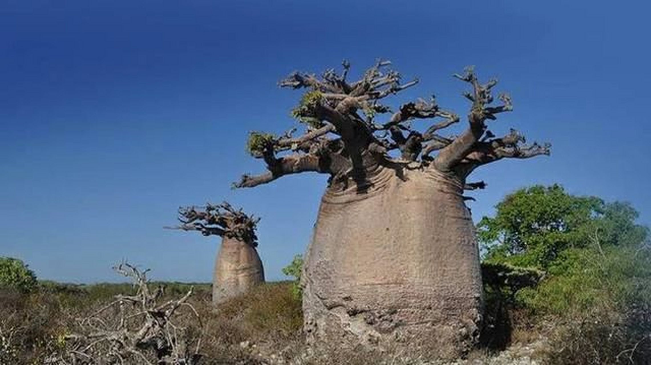 马达加斯加著名的植物图片
