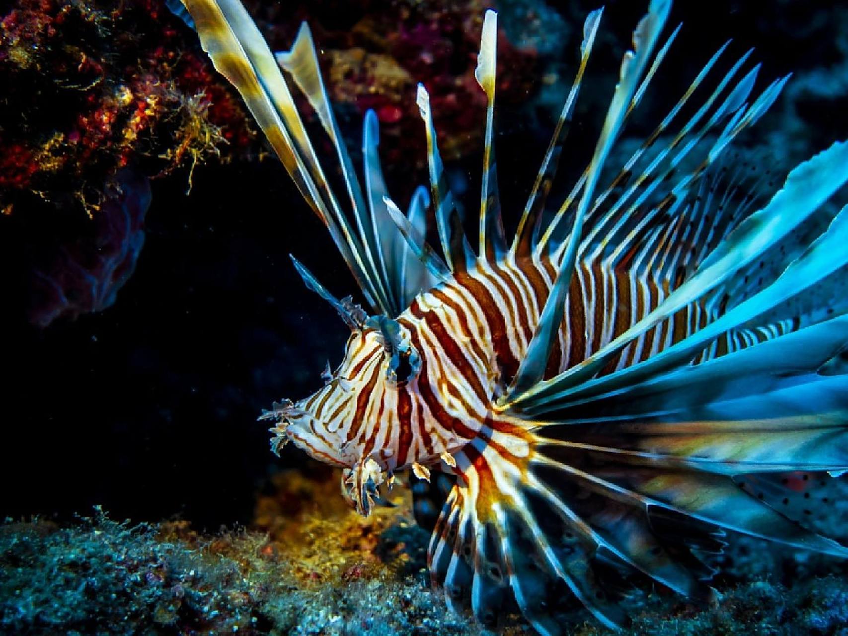 狮子鱼(蓑鲉) lionfish 学名:pterois volitans 狮