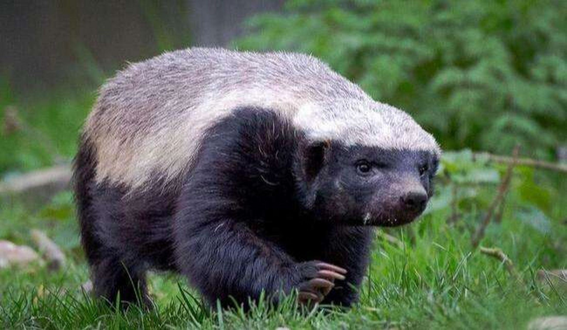 动物界扛把子——"平头哥" 它就是让所有动物"闻风丧胆",人送外号"