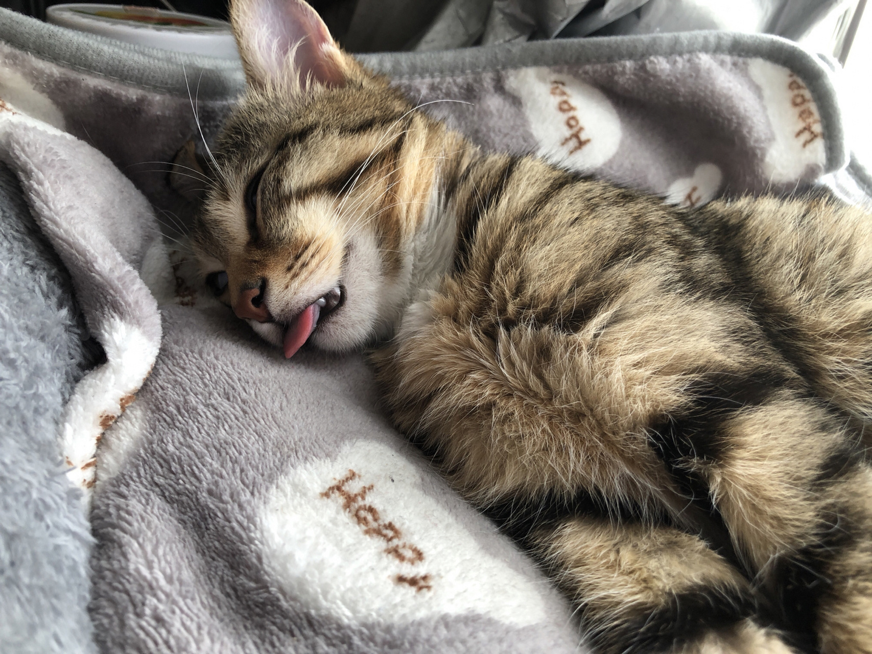 这是我家的小可爱, 有时睡觉吐舌头,翻白眼, 有时还抽搐, 应该是粘＃