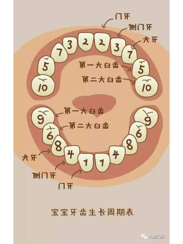 长牙的顺序示意图图片