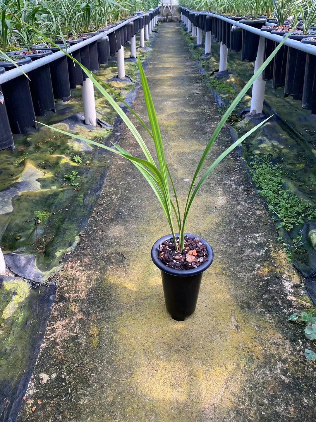 寒兰雪中红  寒兰雪中红,产于福建杉岭山脉南麓山林,细叶种冬花寒兰素