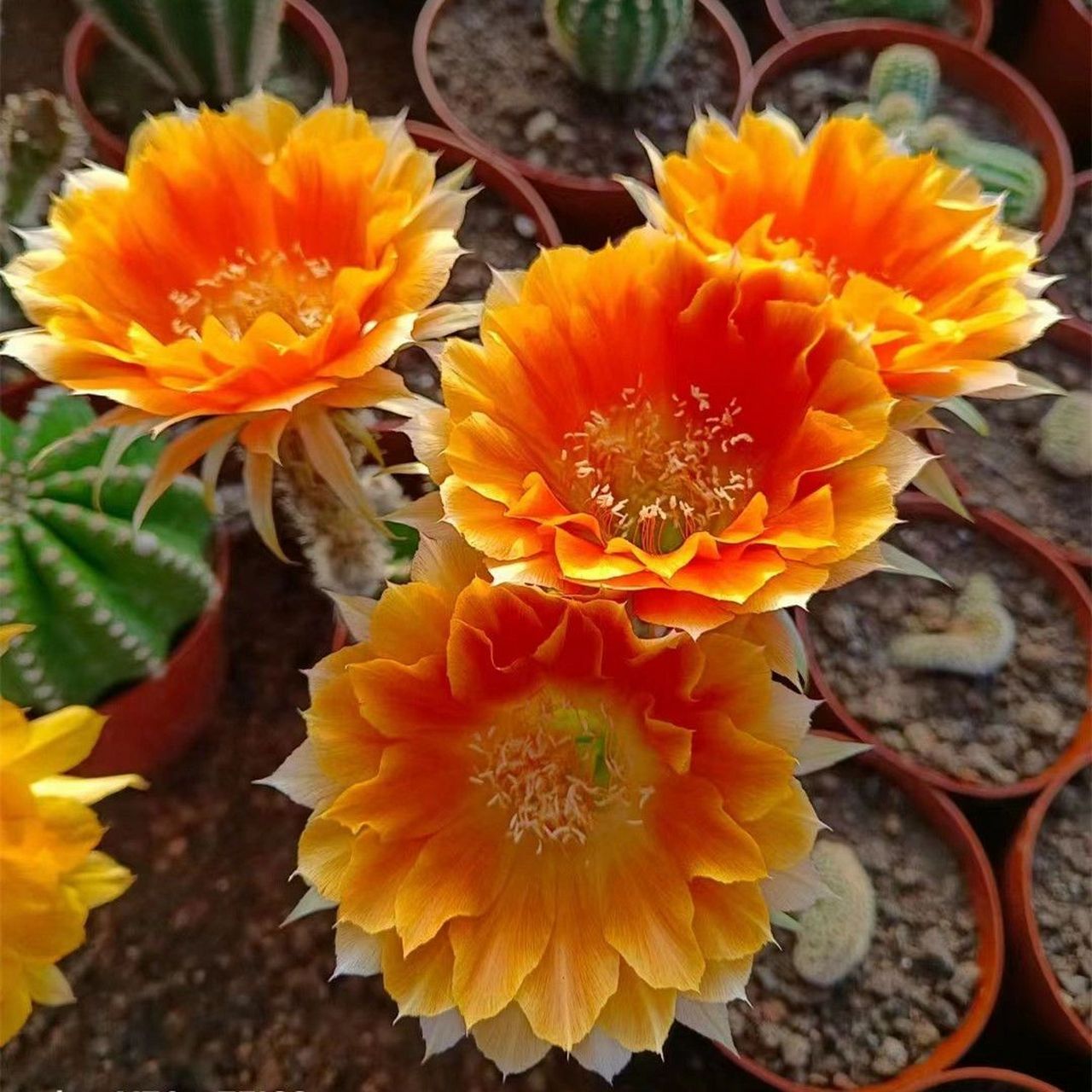 实生黑金刚仙人球 92实生根,柱体直径3-4厘米,高5-6厘米.