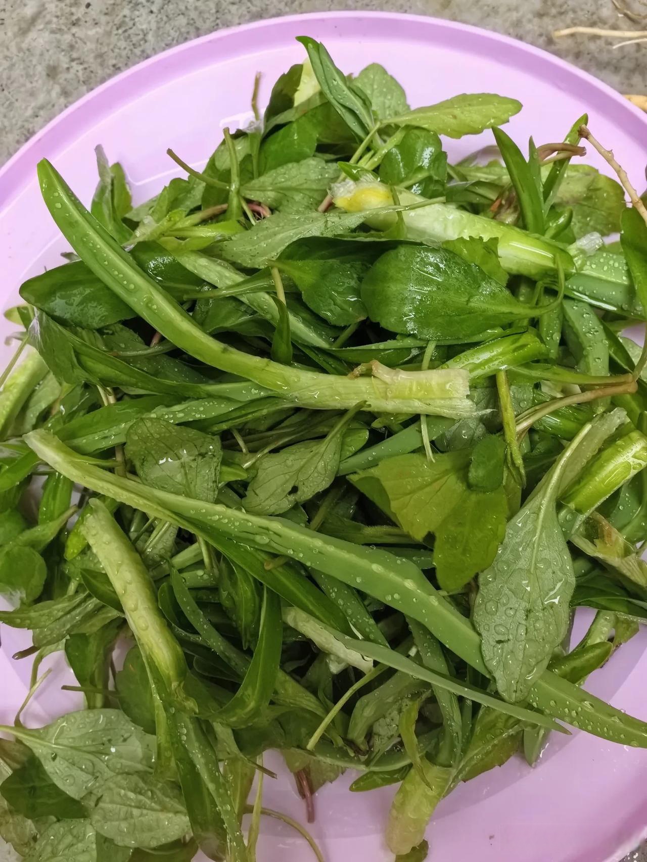 我的韭菜和马兰头都是原生态