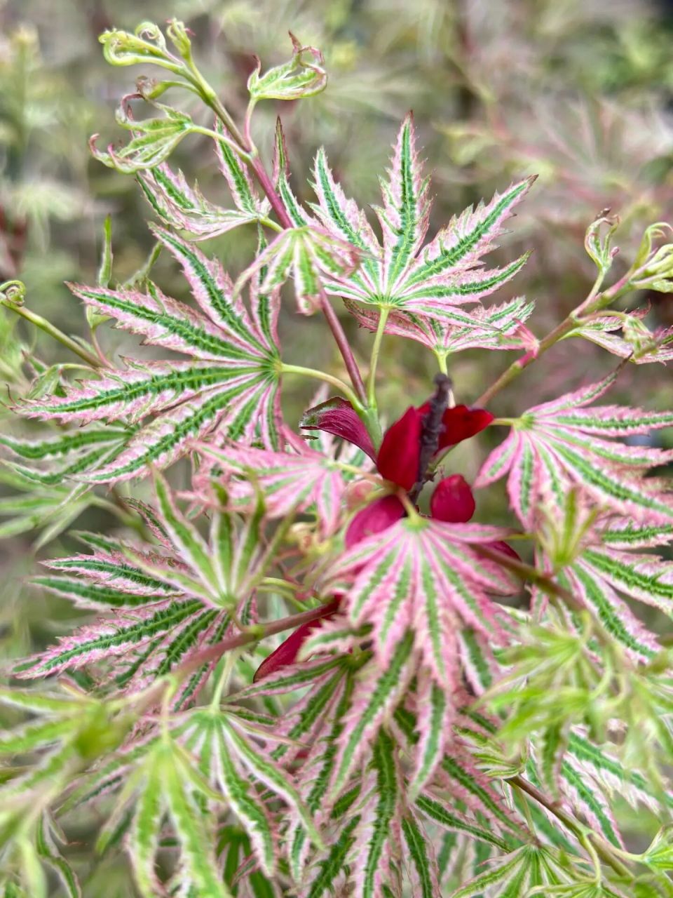 春天最美树叶———日笠山枫树 日笠山粉绿白相间