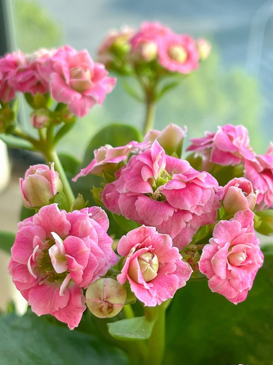 长寿花(52)粉巴黎 花期长,颜值高的一款