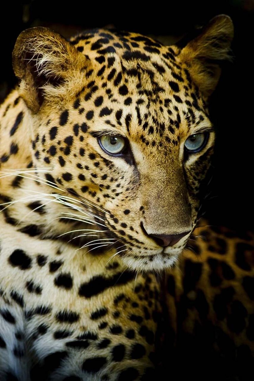 豹子 绘画素材图 豹子绘画素材图,可以画素描,可以画速写,可以用油画