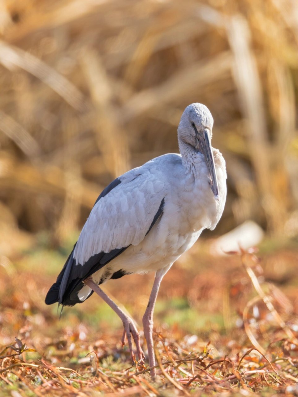 2 	 钳嘴鹳,鹳形目鹳科钳嘴鹳属.