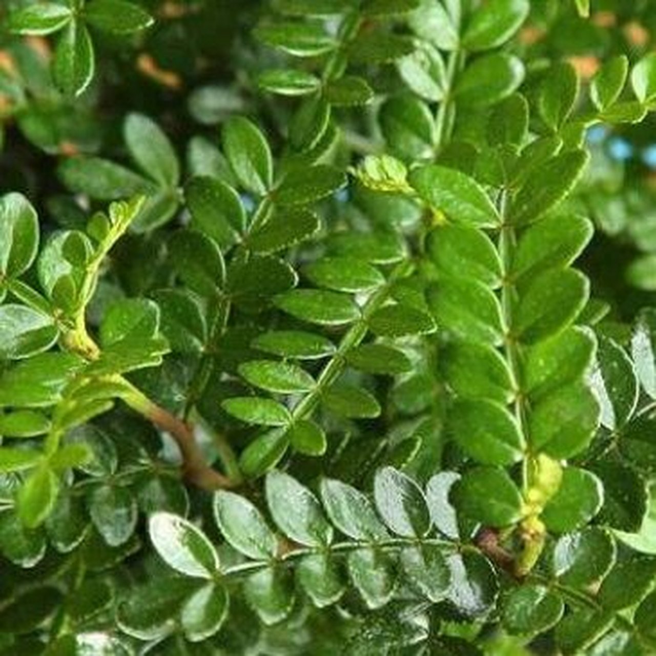 清香木|92柑橘香小森林 00清香木,别名虎斑檀,紫油木,香叶子,系