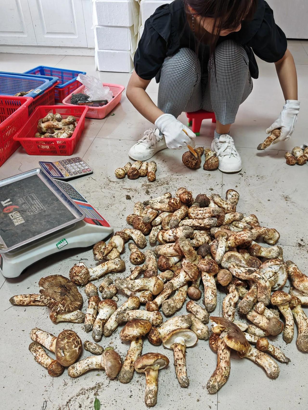 分享家中珍品 分享你的珍品 长白山松茸 内蒙野生菌 看看你家的蘑菇