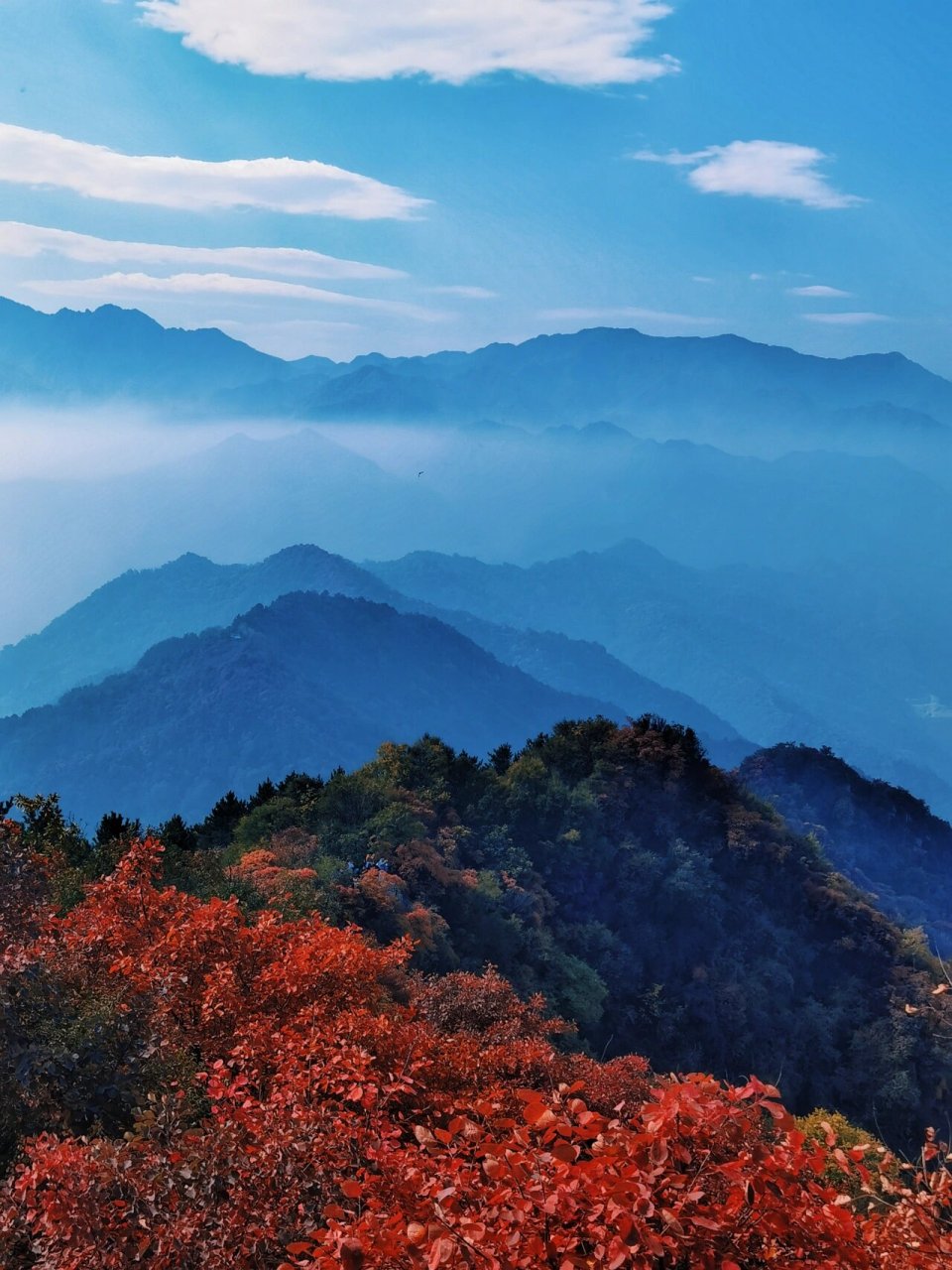 圭峰山红叶满山遍野 每年的深秋都是圭峰山红叶满山,色彩斑斓,今年也