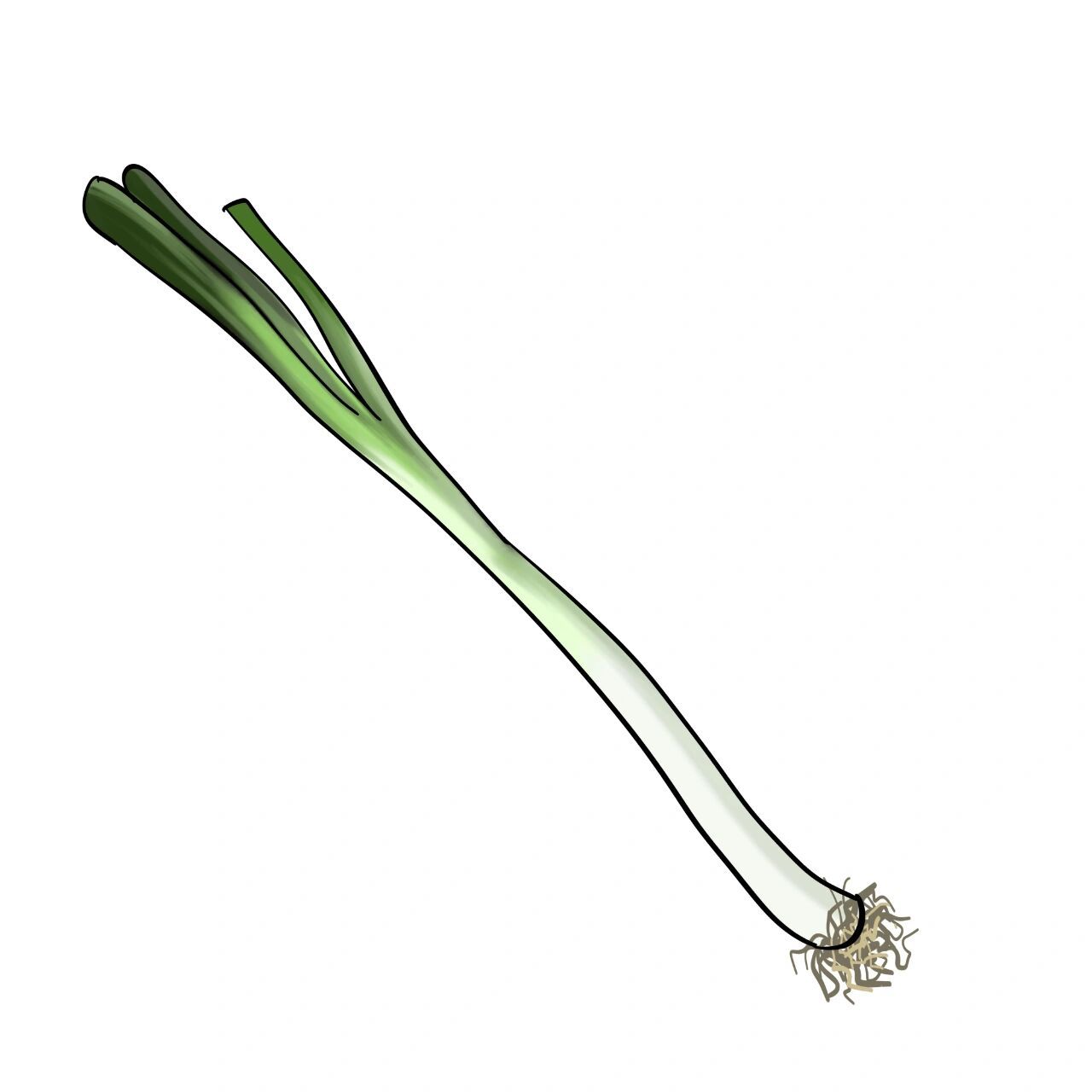 大葱简笔画教学