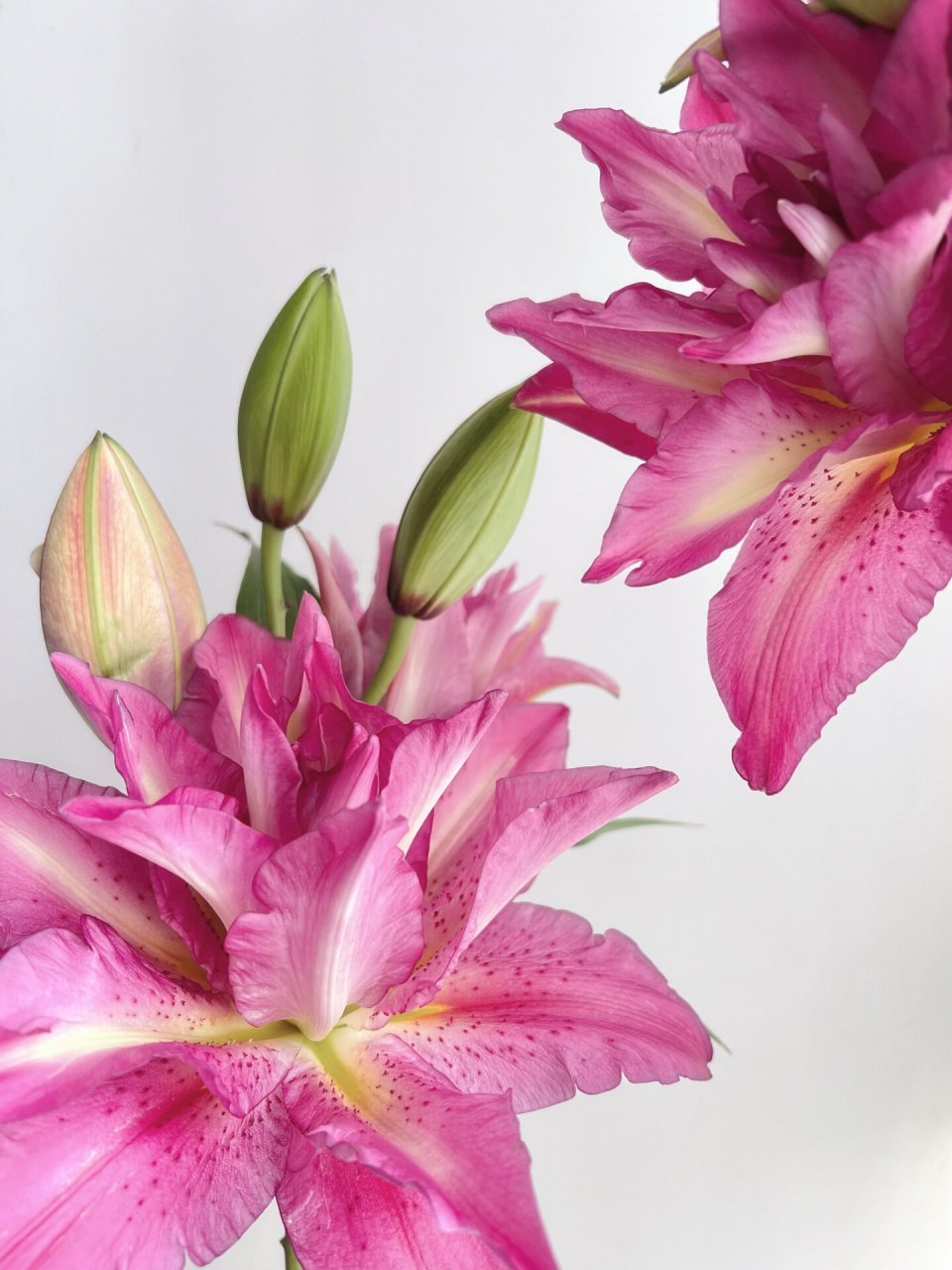 养的花花|宝莲灯重瓣百合 花型犹如一朵莲花 	 花色喜庆,艳丽的玫红色
