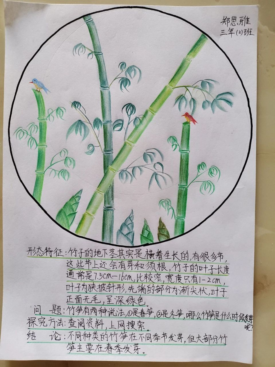 科学手抄报 竹子的形态特征,提出问题,探究方法和结论