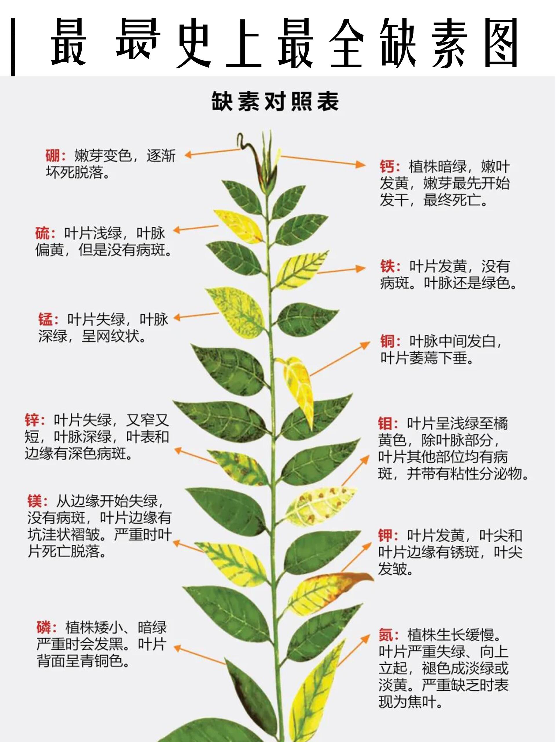 植物缺素特征图,养花人必备!