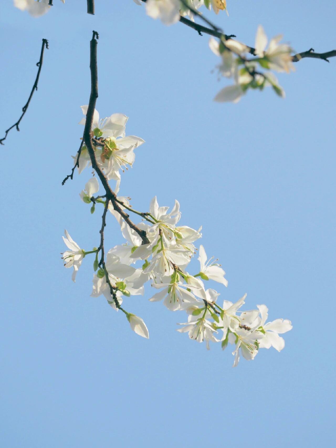 柳州春花|白花洋紫荆*温润清雅不染尘 比起满城的姹紫嫣红,更偏爱白色