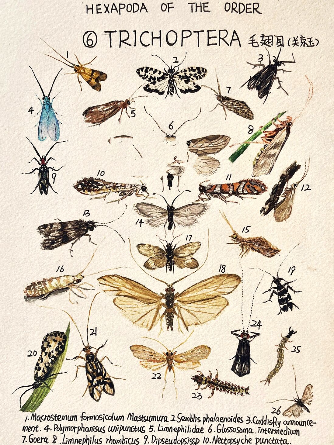 毛翅目(trichoptera) 毛翅目(拉丁文:trichoptera),通称"石蛾",完全
