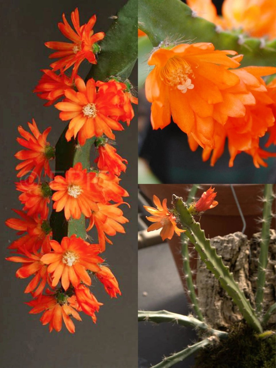 1 附生类仙人掌介绍 珍奇种类 43.