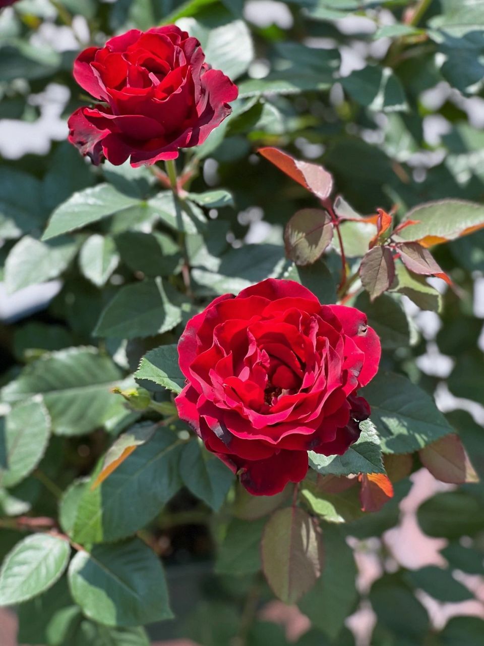 纪念芭芭拉 红色系月季你是我的神!