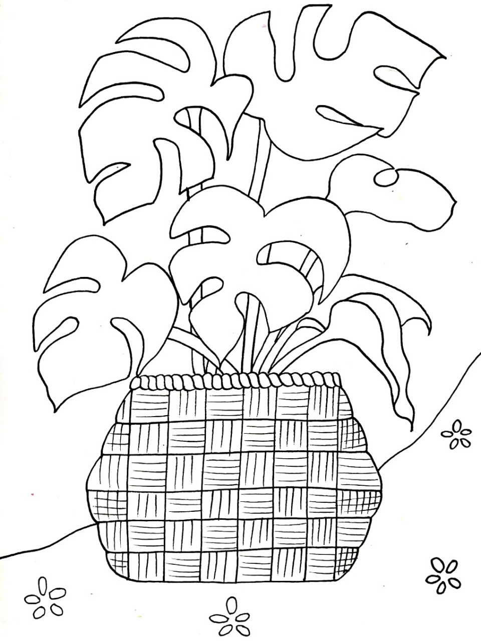 7--9岁线描写生 龟背竹 创意儿童画 简笔画