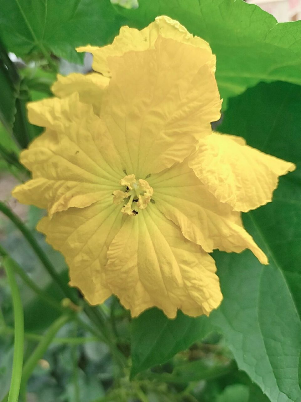 丝瓜花区分和吃法 丝瓜花区分和吃法 区分:图一二